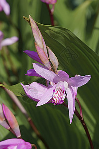 风信子兰花纹状体地面兰花白芨植物图片