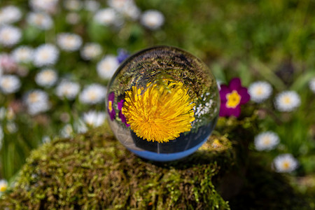 水晶球 有丹迪利翁和紫棱柱的花朵 在覆盖着石块的苔上植被石头植物群紫色雏菊选择性苔藓白色黄色植物图片