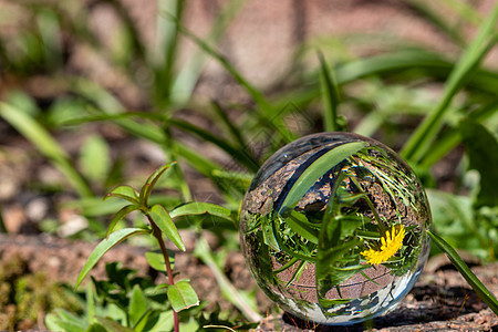有花朵的水晶球 覆盖在石碑上叶子植被绿色植物群草地石头黄色苔藓雏菊焦点图片