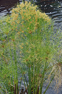 粉树植物园艺池塘植物群香附被子生物芦苇植物学生物学图片