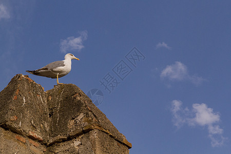 海鸥在一堵砖墙上尖刺建筑水鸟荒野城堡野生动物银鸥水禽背鸥羽毛海鸟图片