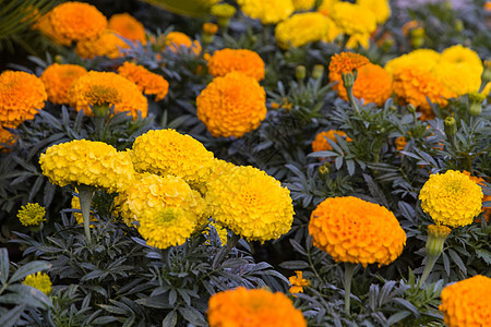 黄花和橙花细目图片