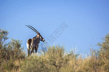 南非Kgalagari跨界公园的南非奥里克斯动物保护区生物荒野目的地野性自然保护区背景哺乳动物气候图片