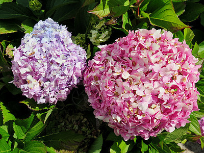 花园里的绣球花花束草本植物衬套植物群蓝色植物生长生态植物学灌木图片