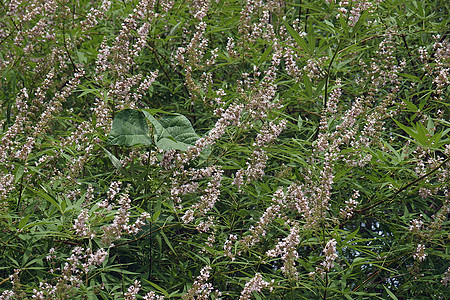 纯洁的树在花朵中荆条生物灌木植物群植物唇形科香膏僧侣胡椒植物学图片