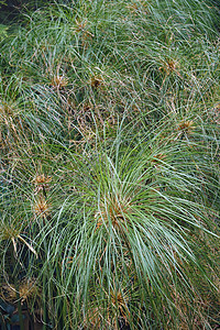 粉树植物池塘园艺植物学生物学生物被子香附芦苇植物群图片