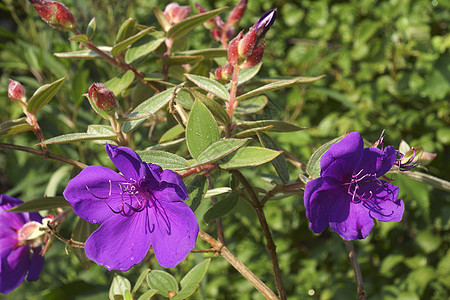 光花灌丛花花生物学花朵公主牡丹科被子衬套植物生物灌木紫色图片