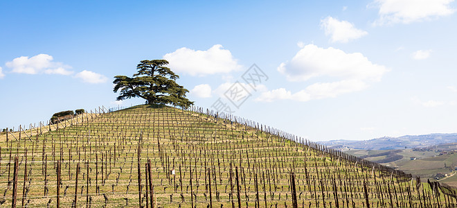 意大利皮埃蒙特地区的Barolo和Barbaresco农村 种植红酒葡萄的藤园 Unesco场地风景丘陵山坡葡萄季节葡萄园农村栽图片