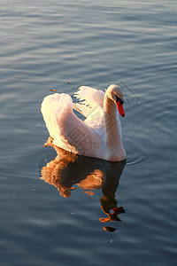 天然水鸟游泳动物天鹅反射荒野野生动物优美翅膀白天鹅动物群图片