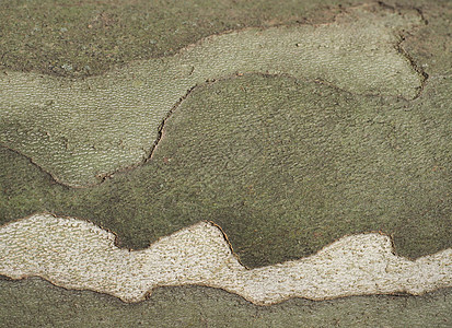 平面树树皮背景上的伪装图案植被植物墙纸棕色梧桐树绿色图片