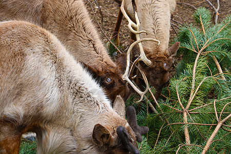 鹿吃绿松的景象吸引力山脉松树野生动物动物食物树木全景草地蓝色图片
