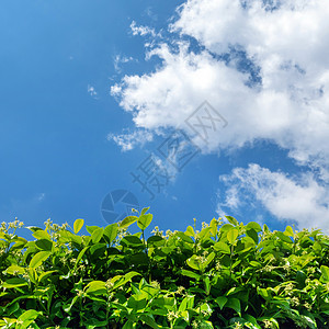 与天空对立花园叶子栅栏树木树篱植物群旅行季节晴天阳光图片