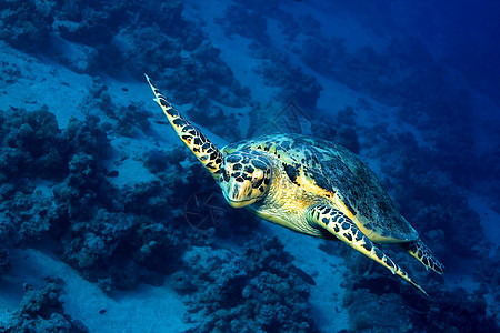 绿龟 红海 埃及潜艇海龟热带多样性保护水生生物主题自然保护动物学生物图片