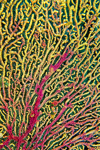 印度尼西亚北苏拉威西 Lembeh多样性潜艇海洋生物珊瑚礁热带生物学水生生物脊椎动物生物野生动物图片