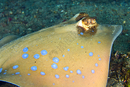 印度尼西亚北苏拉威西Lembeh 蓝点丝带尾巴雷主题多样性行为荒野海洋生物生物生态环境带鱼动物学图片