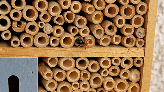 兰花蜜蜂特写了德国一家昆虫旅馆的胸腔野蜂花蜂传粉者翅膀动物壁蜂动物群野生动物隧道帮助图片