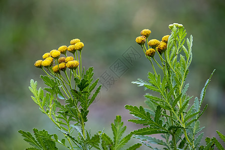 黄金色的花朵 塔纳塞顿粗俗 常见的丹西 苦扣 奶牛苦或草地上的金子图片