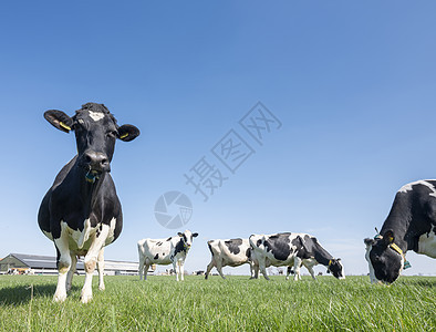 在泽兰杜特奇省靠近农场的绿草地上发现奶牛动物蓝色国家牧场场地农村插图草原农田哺乳动物图片