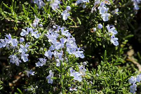 在春天的花园里种植衬套紫色调味品厨房丹参石灰石叶子香料灌木矮人图片