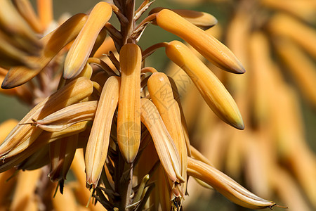 太阳下花园的Aloe Vera植物药品皮肤科橙子糖浆芦荟叶子护理化妆品医生树液图片