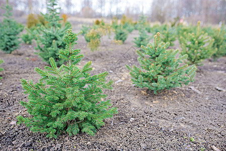规划年轻的青绿色圣诞树 和另一种fir植物种植 准备出售圣诞节和新年的白兰地种植园生长植物群松树栽培云杉农业幼苗季节公园图片