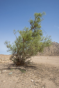 巴伦沙漠地貌 气候炎热 有青菜树石头岩石树叶沙漠蓝色天空植物地平线风景顶峰图片