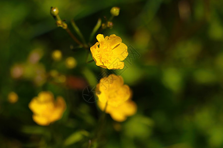 花园或公园里美丽的常年黄花朵 (笑声)图片