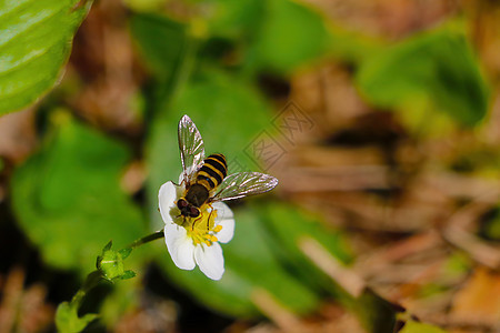 蜜蜂坐在花朵上动物花粉宏观野生动物金子植物农场传粉者蜂蜜翅膀图片