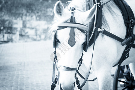 白马以前拉着一辆旅游车鬃毛旅行马匹蓝色跑步哺乳动物马术马具护目镜动物图片
