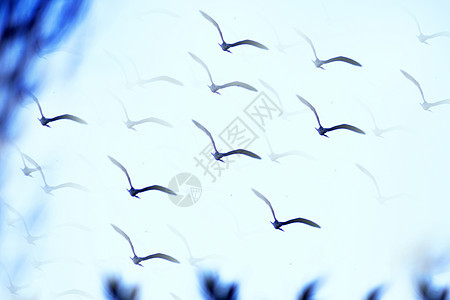 蓝天上飞翔的海鸥光影鸟类自由海洋天空动物太阳海滩羽毛地平线野生动物图片