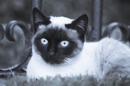 蓝眼睛的Siamse猫躺在街上街道蓝色连体头发白色黑色毛皮猫咪眼睛宠物图片