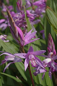 风信子兰花兰花植物地面白芨纹状体图片