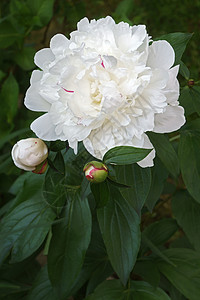 中国小马花生物学园艺植物群植物学乳香芍药被子植物生物牡丹图片