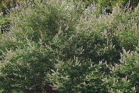 纯洁的树在花朵中荆条生物灌木植物群贞洁园艺被子僧侣植物学香膏图片