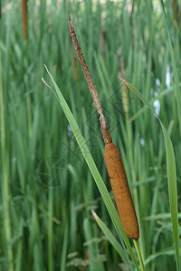 常见的防波柱钉子香蒲科生物芦苇宽叶香蒲被子生物学植物群植物狼牙棒图片