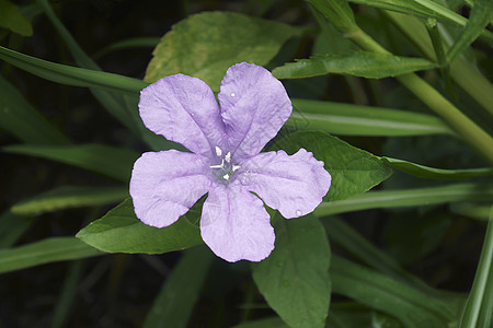 Britton野生花朵的近视图像牵牛花紫菜生物学植物学被子爵床生物单纯形植物图片