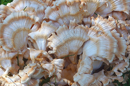 树林真菌中白色鸡肉的近距离图像图片