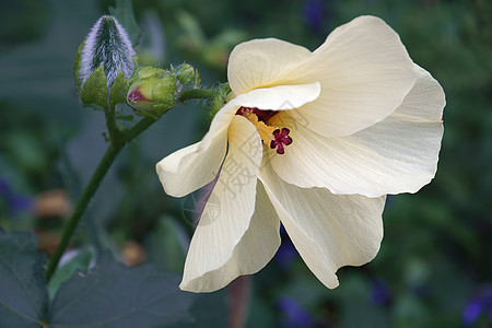 Aibika花朵植物群园艺被子秋葵植物生物学木薯生物灌木植物学图片