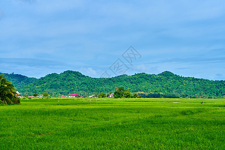 令人印象深刻的景观绿色稻田与背景中的群山土地叶子全景地球文化环境场景热带农场阳台图片