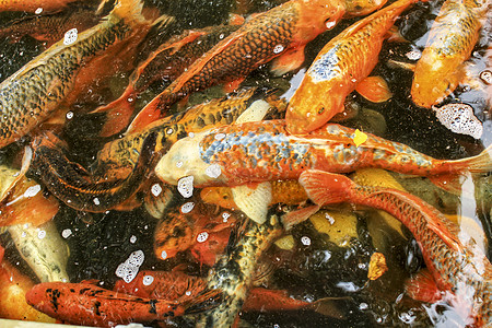 在葡萄牙里斯本的池塘花园市场金子厨房异国饮食情调动物群食物锦鲤图片