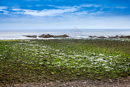 海岸和海边的绿藻和石头图片