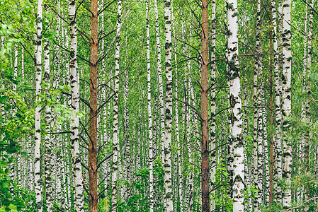 白桦林中的两棵松树季节叶子树林木头森林桦木白桦林阳光林地植物图片