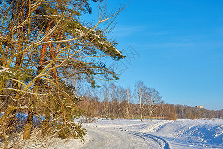 在明晴的寒冬日 在城市外有雪覆盖的森林道路图片