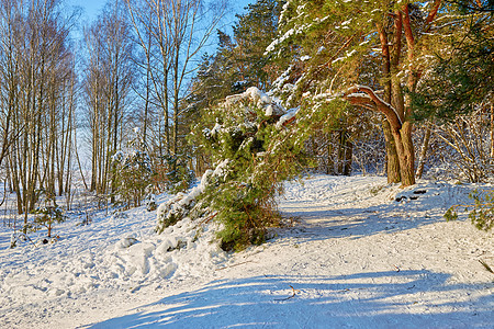 积雪重量下的松树枝折断针叶小路针叶树松树日光树木季节场景阳光晴天图片