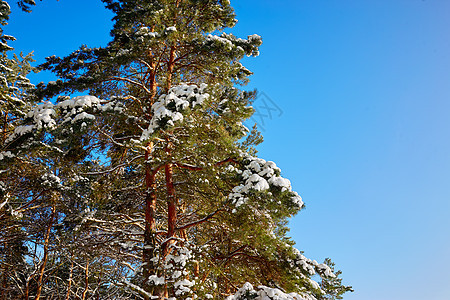 阳光明媚的一天 雪中松树顶部图片