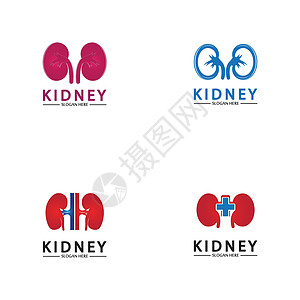 健康和护理肾脏标志设计理念 泌尿外科标志矢量模板艺术医生身体医疗器官解剖学生物学静脉疾病医院图片