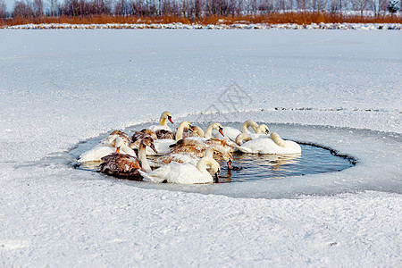 寒冷的天鹅冻在冬季冰湖上民众沙丘翅膀账单飞行全景冻结游泳脖子羽毛图片