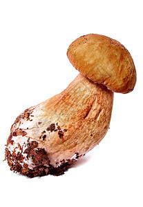 波西尼或以白色背景隔离的蘑菇图片
