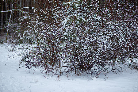 灌木树枝上第一次下雪图片