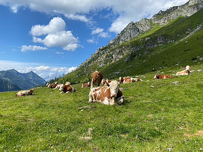 奥地利Giglachsee湖旁边牧场上的牛群农业奶牛肺炎动物农场天空牛奶旅游旅行高山图片